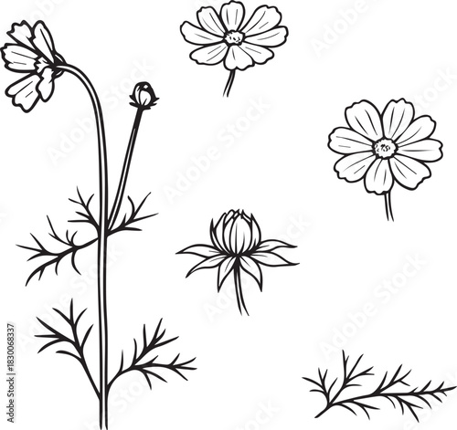 Black and White Botanical Sketch Illustration of Cosmos Flower