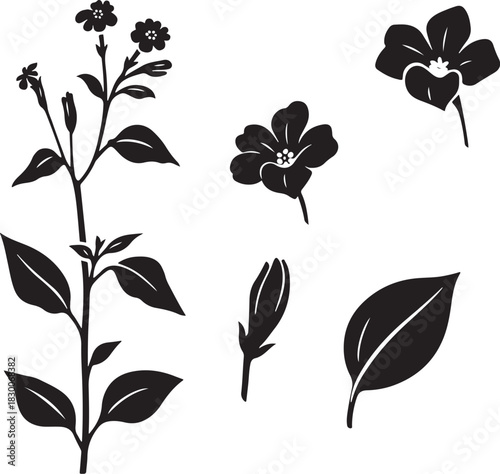 Black and White Botanical Sketch Illustration of Browallia Flower