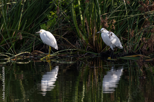 Pair of egrets perched at the shoreline of the lagoon pond water with both reflections showing on the surface