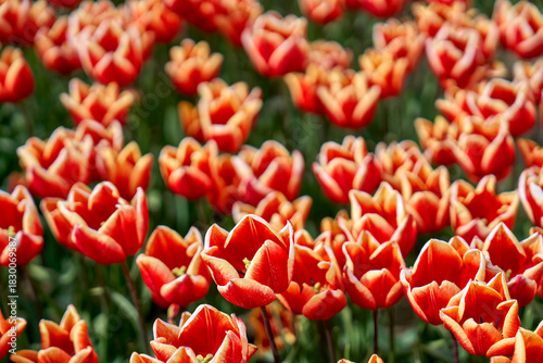 The field of motley red tulips in blossom