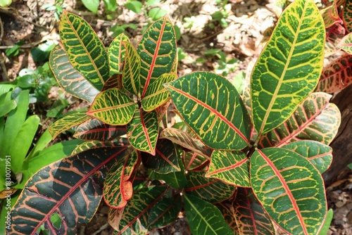 Croton leaves in Florida zoological garden, closeup
