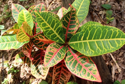 Croton leaves in Florida zoological garden, closeup