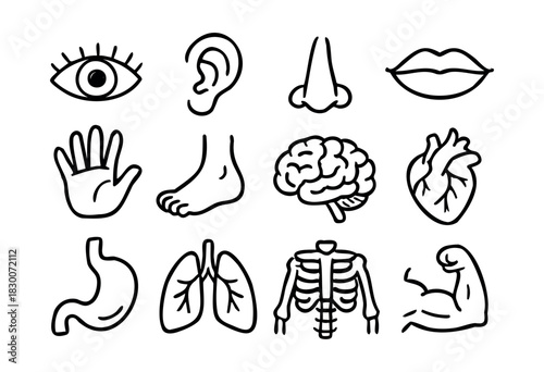 Hand-drawn doodle icons of human body parts and organs — stock vector.
