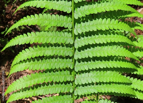 Dryopteris filix-mas, common fern leaves in Florida nature, closeup