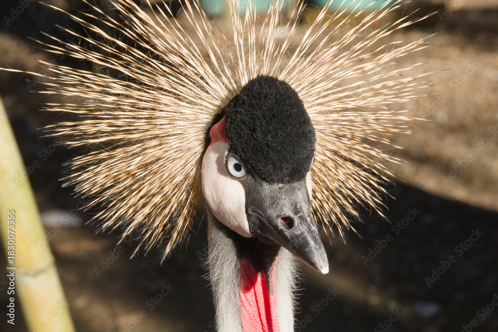 Fototapeta premium Close-up portrait of a grey crowned crane with golden crest