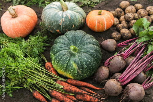 Autumn vegetable harvest of fresh dirty carrot, beetroot, pumpkin and potatoes on soil ground in garden. Harvesting organic eco bio autumnal vegetables