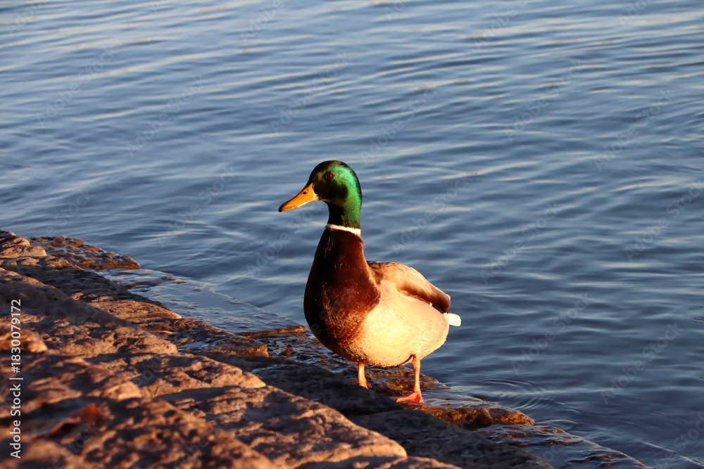 Fototapeta premium Duck on the water's edge.