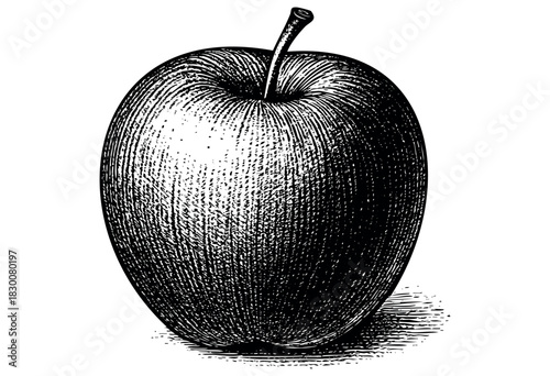 Detailed vintage engraving illustration of an apple fruit — stock vector.