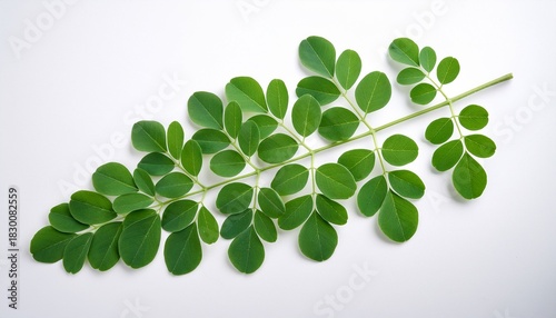Moringa Leaves On A White Background