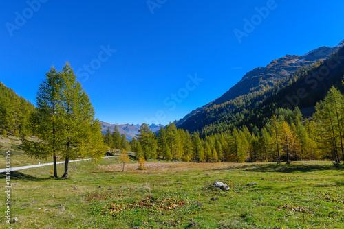high mountain landscape with larches at the end of September, with beautiful blue sky