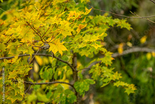 Autumn Colors in Daisetsuzan National Park in Hokkaido, Japan