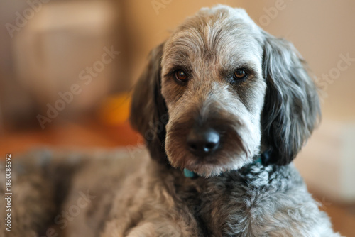 Pretty Aussiedoodle dog with rough fur and a friendly face featuring kind eyes. The popular pet breed is combination of Australian Shepherd and Poodle. The animal has great pyrenees in mixed lineage