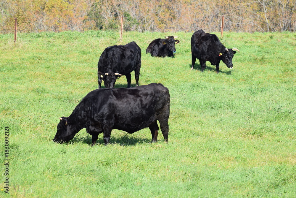 Fototapeta premium 牛の放牧 高原牧場