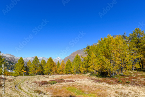 High mountain panorama in October with yellow and orange colored trees, blue sky and light snow on the mountain tops