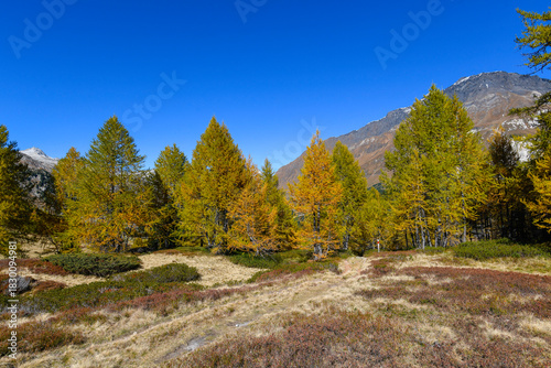 High mountain panorama in October with yellow and orange colored trees, blue sky and light snow on the mountain tops