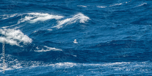 Tableau sur toile A lone wandering albatross resting in the Southern Ocean