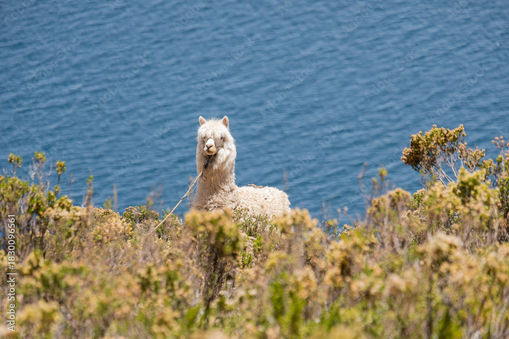 Fototapeta premium Alpaca con el Lago Titicaca de fondo, Isla Del Sol, Bolivia.