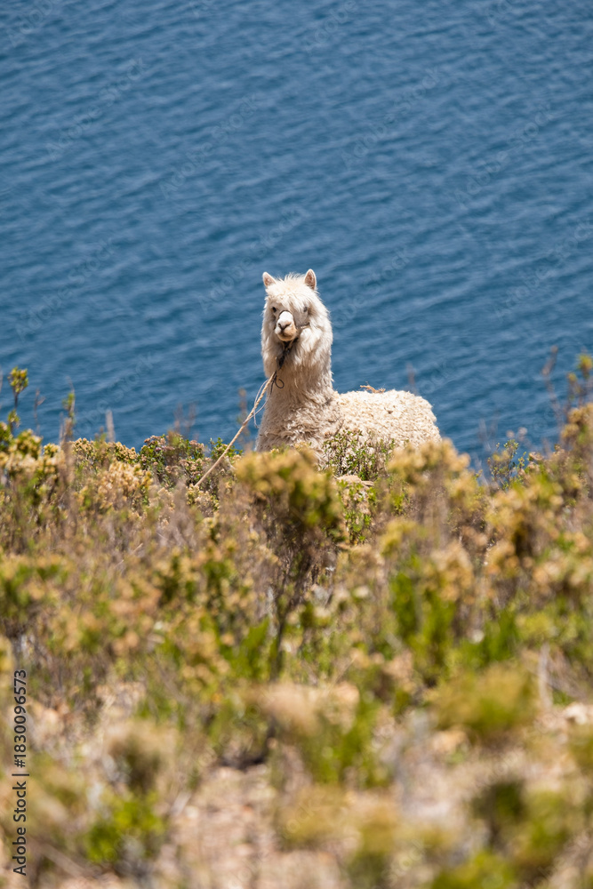Fototapeta premium Alpaca con el Lago Titicaca de fondo, Isla Del Sol, Bolivia.
