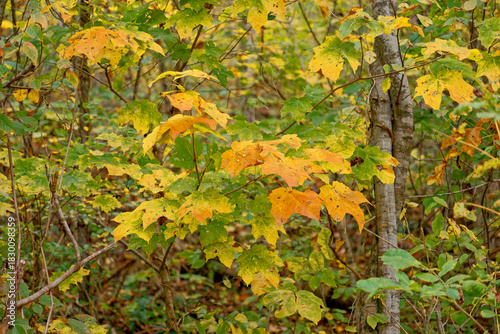 Foliage on the trees changing colors