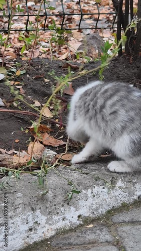 Side view of a small, fluffy kitten with grey and white fur walking on a concrete curb and sniffing the ground in an autumn park. Dry leaves and a metal fence are visible. Outdoor animal behavior.