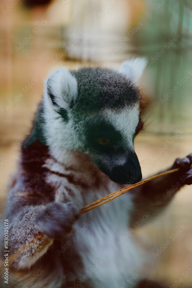Obraz premium lemur primate animal wildlife portrait closeup of a ringtailed lemur holding a branch, detailed fur texture and expressive eyes with soft bokeh background in an enclosure