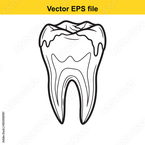 Black and white outline drawing of a molar tooth structure, a detailed vector illustration of a human tooth isolated on white background for dental concept