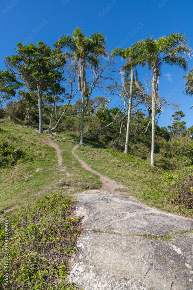 Fototapeta premium Forest and trail at Sepultura beach