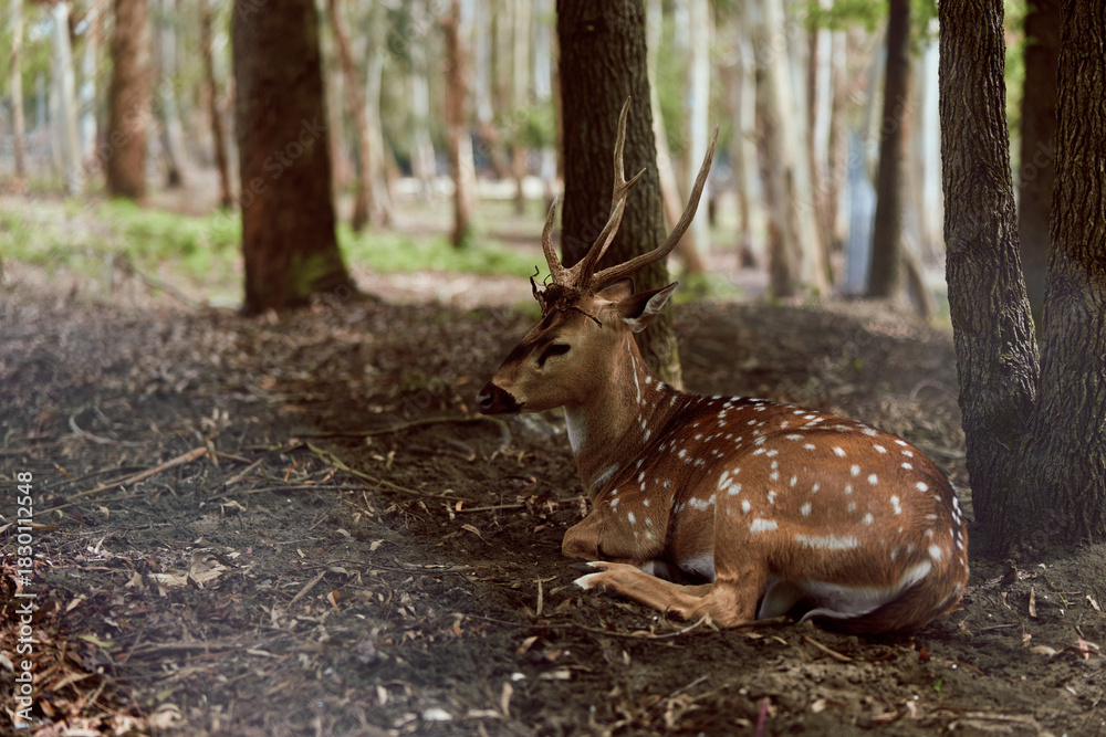 Obraz premium Deer stag resting in forest under trees, wildlife scene with antlers and spotted brown dappled coat, peaceful animal lying on leaf litter in natural habitat with soft light