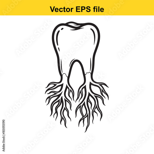 Black and white line art vector illustration of a human molar tooth with prominent roots, isolated on white background for dental concept design
