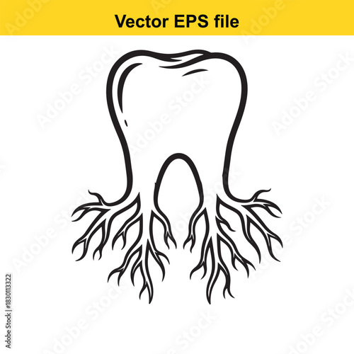 Black and white outline vector illustration of a human molar tooth with prominent roots, isolated on white background for dental or medical design concepts