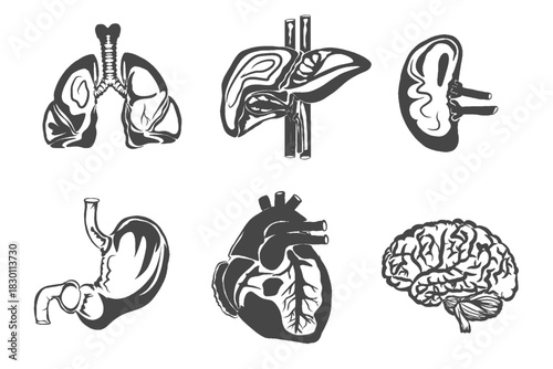 silhouette of a collection of organs in the human body without background