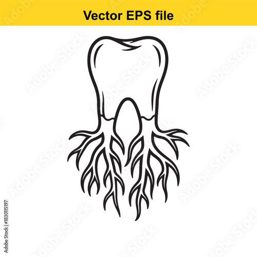 Outline vector illustration of a human molar tooth showing the crown and detailed multirooted structure, isolated on white background