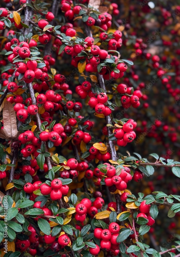 Obraz premium Bright red berries on branches