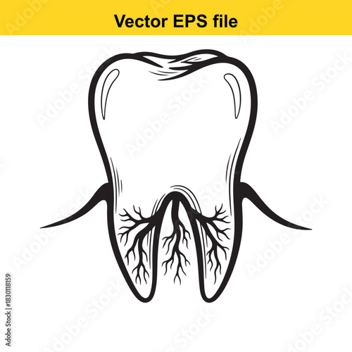 Black and white vector illustration of a human molar tooth cross section showing the root canal system with nerves and blood vessels, isolated on white background