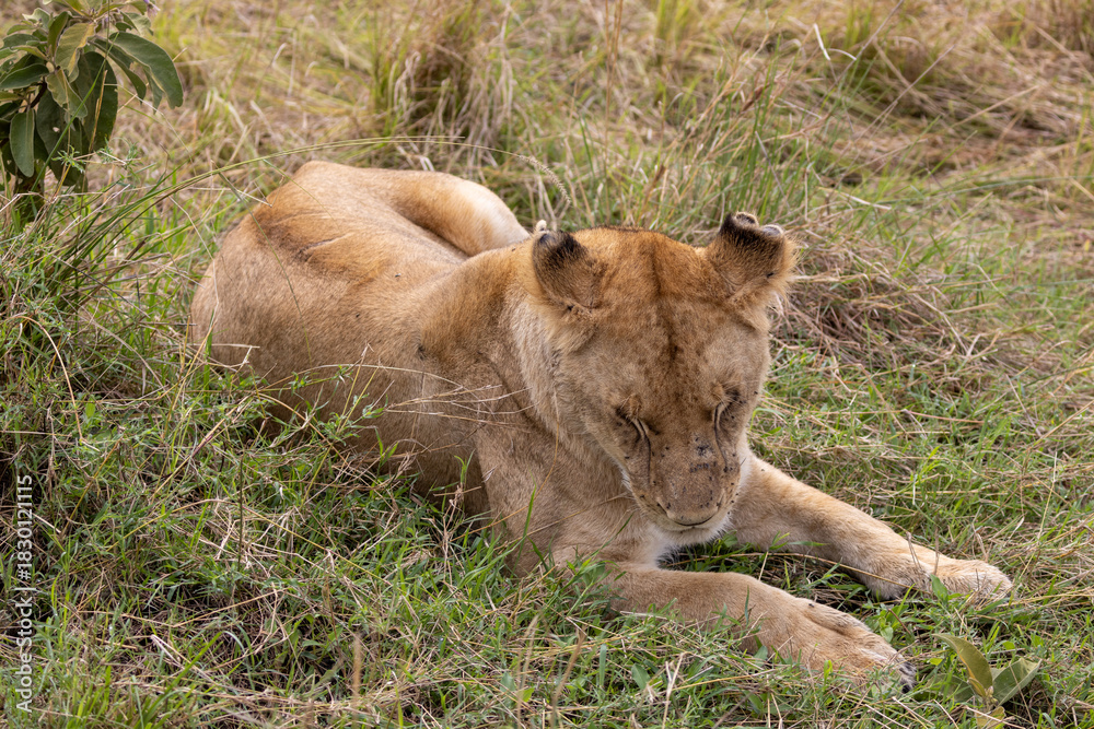 Fototapeta premium Lioness laying down in the short grass in the Maasai Mara National Park in East Africa Kenya KEN