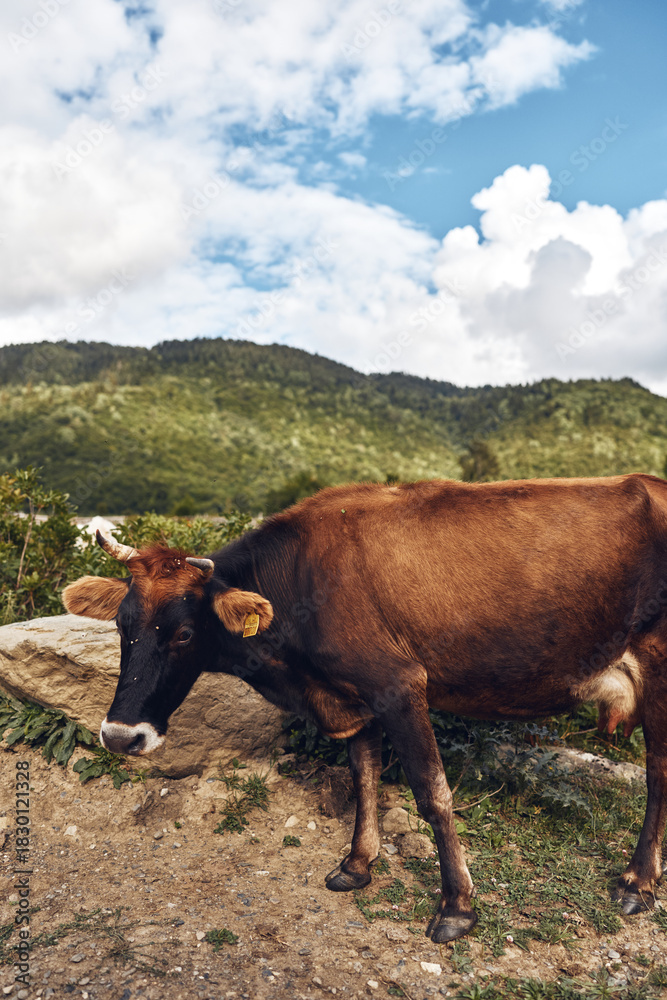 Naklejka premium cow rural landscape pasture mountain sky grazing animal near dirt path with green hills and clouds