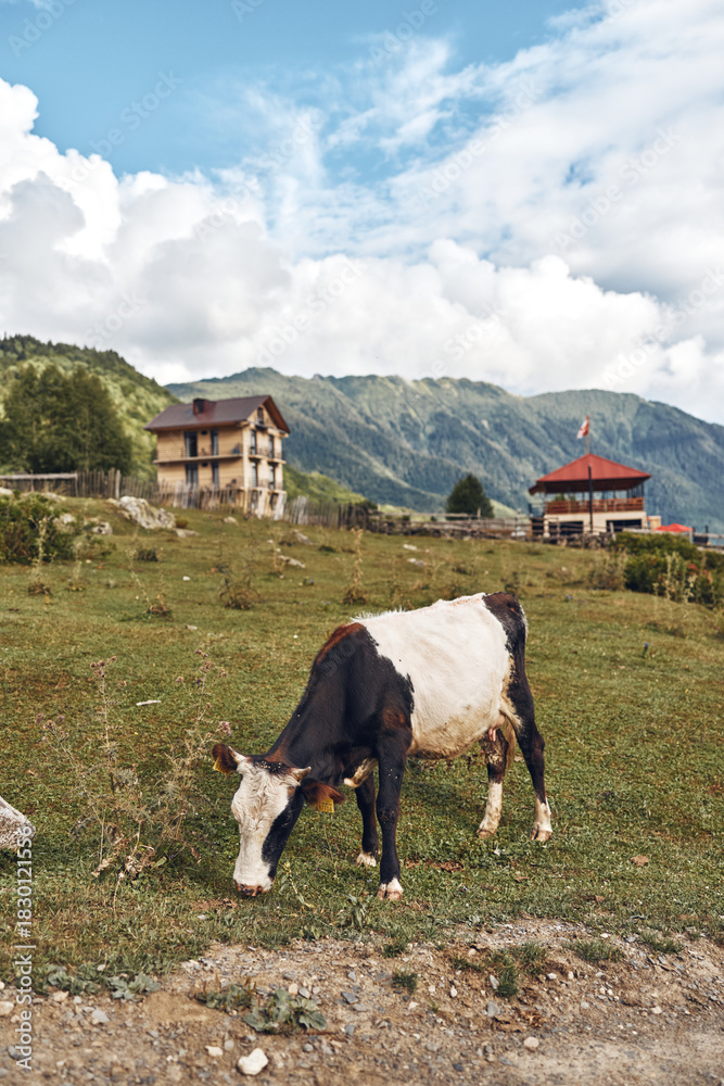Obraz premium Cow grazing in grassy pasture with farmhouse and mountains, rustic rural scene under blue sky, authenticity inclusivity