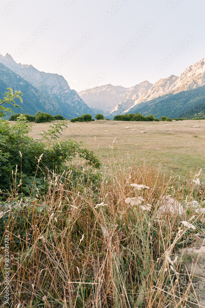 Naklejka premium Meadow, mountains, valley, grasses, wildflowers, landscape and nature with tall dry grass and flowering plants in foreground, open field and distant rocky peaks under clear sky.