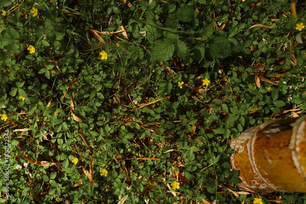 Obraz premium Groundcover foliage yellow flowers wildflowers bamboo leaves captured in a closeup of green plants and small blooms, nature texture with sunlight on leafy undergrowth in a garden.