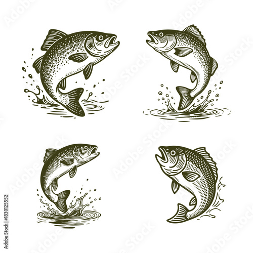vintage-style woodcut illustrations depicting trout or salmon fish jumping out of the water with dynamic splashes, vector template