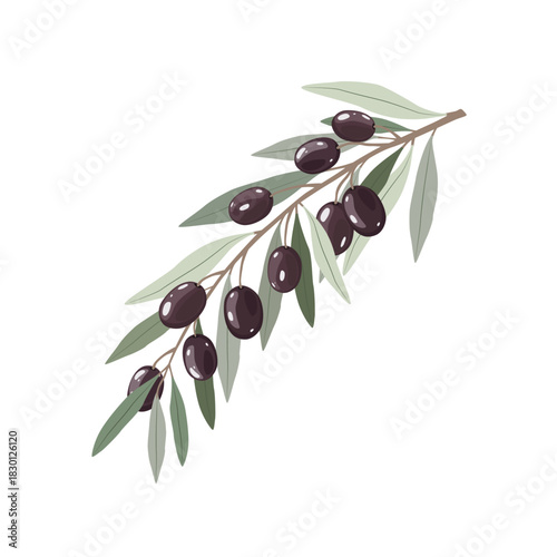 Branch of black olives with green leaves. Vector illustration