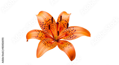 Vibrant orange tiger lily bloom with dark spots and visible stamens, cutout, PNG isolated on white or transparent background