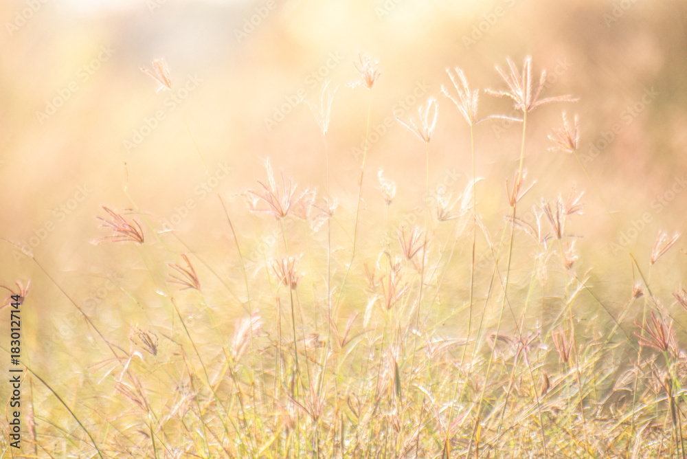 Fototapeta premium Dreamy wild grass flowers backlight by the sun.