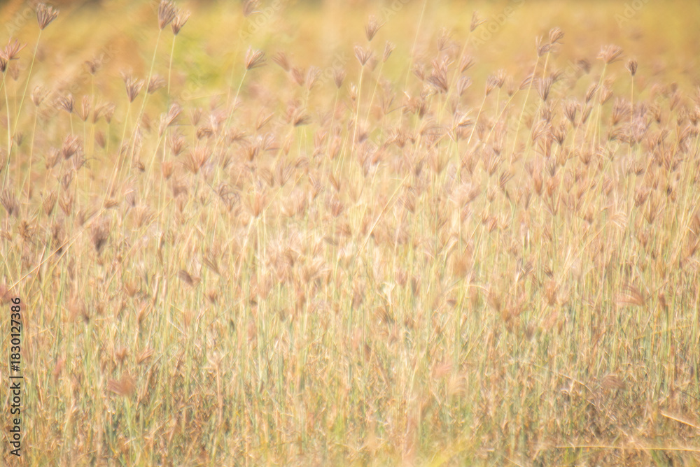 Obraz premium Dreamy wild grass flowers backlight by the sun.