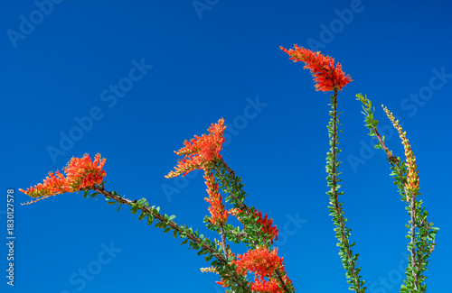 Bright red ocotillo cactus booms in the desert spring near Phoenix Arizona