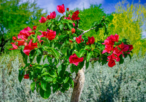 Red bougainvillea flowers in the desert spring near Phoenix Arizona