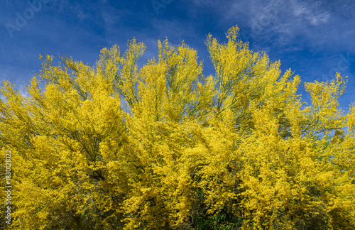 A palo verde tree in full spring bloom in the Sonoran desert near Phoenix Arizona