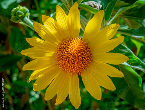 A tree sunflower blooms in the Sonoran desert near Phoenix Arizona