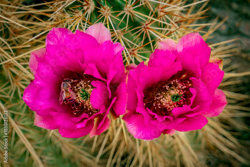 Hedgehog cactus blooms in the Sonoran desert spring near Phoenix Arizona
