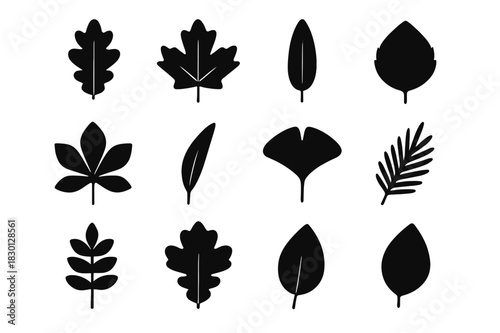 Tree Leaves Icons. Tree leaves. Solid icon set of Tree leaves: oak leaf, maple leaf, pine needle, birch leaf, elm leaf, chestnut leaf, willow leaf, ginkgo